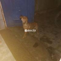 Bán chó cái cỏ , phú lợi