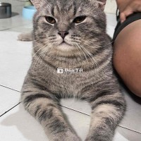 phòng trọ không cho nuôi nữa ạ mình nhượng 2 bé