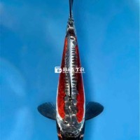Cá Koi Nhật Bản Dòng Đặc Biệt Doitsu Beni Kikokuryu Size 26-27cm+ - Hàng Đẹp Hiếm Tại Việt Nam  