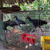 Cặp Chim Trích Cồ Trống Mái 1 Năm Tuổi  