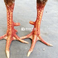 Khét 3kí1 hàng giỏi