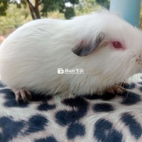 Bọ ú trắng