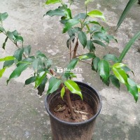 Chậu xanh nam điền