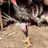 Gà chọi dòng chân hay lối hay ạ!