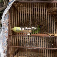 Chim thanh tước bổi, đã cám- kmc