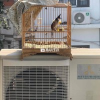 chim bẫy đấu nuôi 1 năm