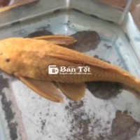 cá dọn hồ albino