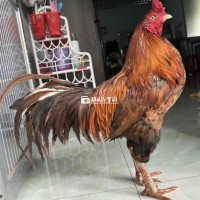 khét chân xanh 4ki3 thay lông