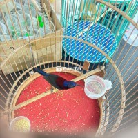 đà lạt bụng trắng