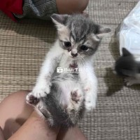mình bânn cần nhượng lại mẻo con