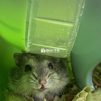 Hamster WW + Thức Ăn 1kg Chuyên Dành Cho Ham Hams Cái, Màu Sóc, 6 Tháng Tuổi, Chất Lượng Cao, Đảm Bảo Sức Khỏe Và Sự Phát Triển Tối Ưu.