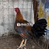 Mã lại kg4 3x về nhấp lại sàng nhẹ