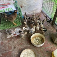 Bán gà chọi giống