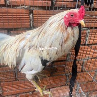 bán hoặc giao lưu gà lông tơ
