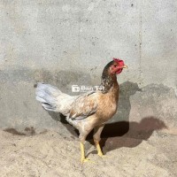 Gà thái nguyên con giá lúa bao tật lỗi