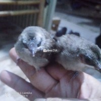 Cặp hoành hoạch đít vàng