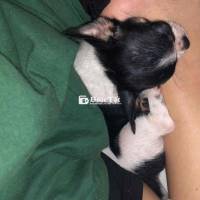 Chihuahua Heo Lùn Bò Sữa