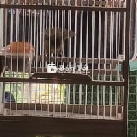 Tiểu mi xòe vip thiếu 2 cong đuoi....