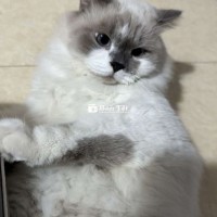 Mèo ragdoll lai