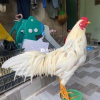 Bướm Zin Mùa Lở 3k8 - Gà Tay Khủng Mãn Nhãn  