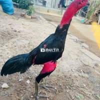 ô bao công