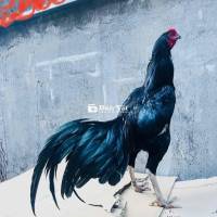 QUE JAP MỸ 3K LẺ 60 TRẠNG 3,3KG