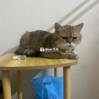 Cần tìm chủ mới cho mèo Golden đực đã triệt sản