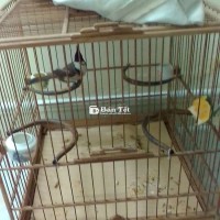 Bạn cây dâu nó tre già xài 37