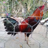 Gà nồi 3,1kg tay tốt