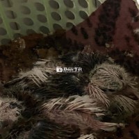 chim cu gáy non đút màu đẹp các loại