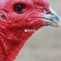 Gà Đòn trống sung Đỏ lớn bự khủng có 33 con