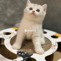 Mèo ALN Bánh Bao - Đang tìm chủ mới