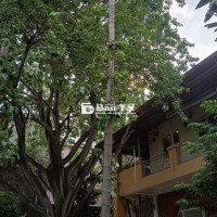 Cho tặng cây cau 10-12m