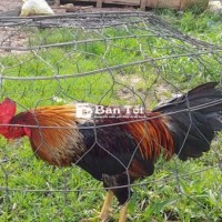 Ai có gà thua tầm 200k đỗ lại 1kg4đến 1kg5