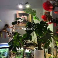 Dọn nhà thanh lý cây Monstera đẹp