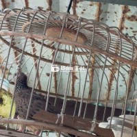 Cu gáy bổi nuôi gần 2 mùa