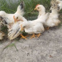 Tre thái chuối tuyết 2 tháng