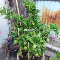 Cây chanh Mỹ trồng chậu trái rất to