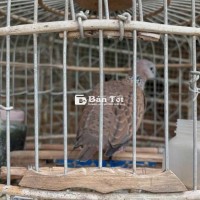 Cu bổi đã thuần 80%