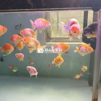 Cá nhà làm nên rẻ bèo