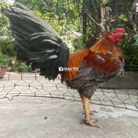 Gà xám ben trang 3kg444