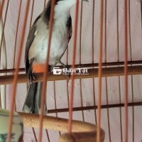 Chào mào bổi ko lồng