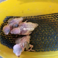 YÊN PHỤNG HÀ LAN ĐÚT BỘT