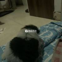 Chó lai poodle mini màu trắng đen 4 tháng tuổi
