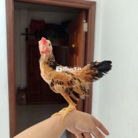 Bộ 3 gà tre bắc vàng