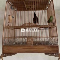 quảng cần bán