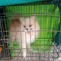 Pom đực ở long xuyên