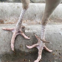 Mái Bạch Nhạn Đang Đẻ Lứa Thứ 2 - Gà Giữ Bà Lỳ