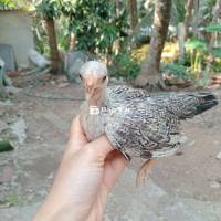 Cặp bắc tít mái 4th 700k