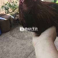 Gà Xanh 1kg4 - Gà Mới Thua, Bắt Về Cản Mái  